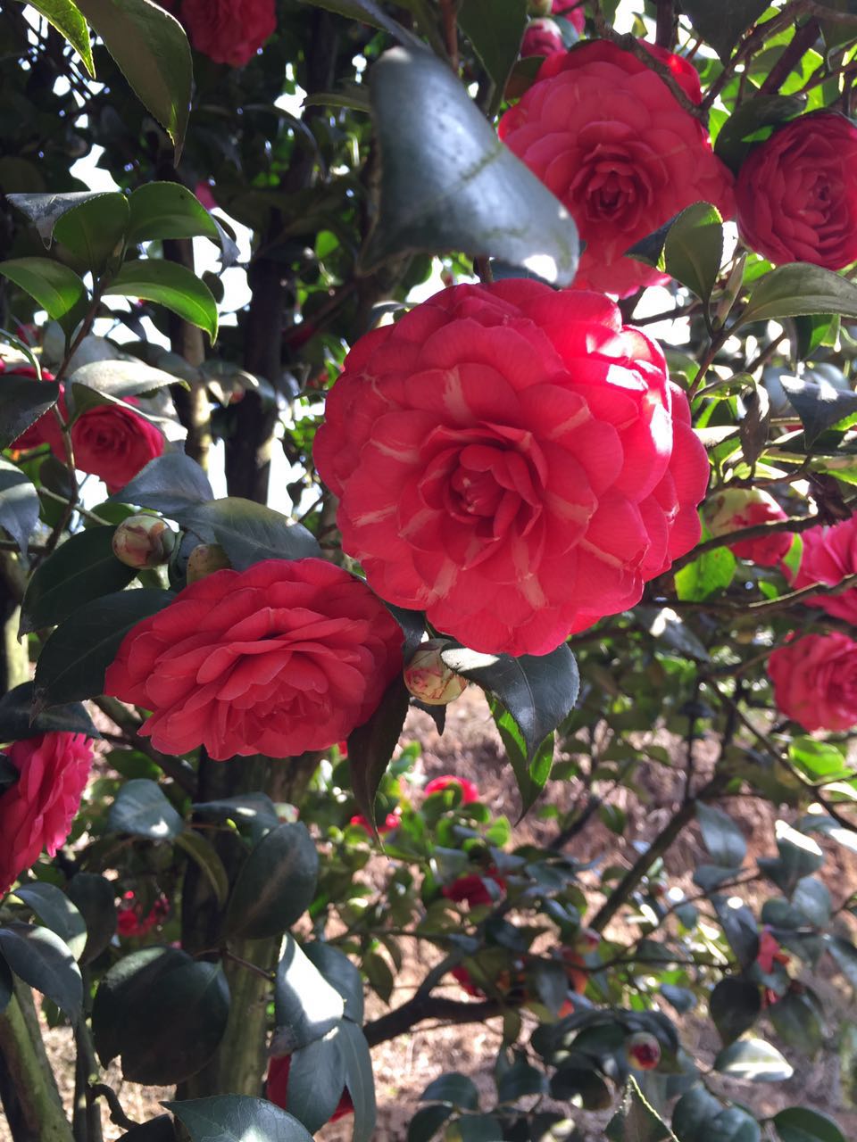 四川茂业花卉茶花基地