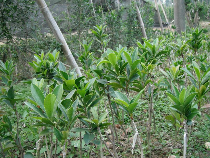 四季红山茶花木场