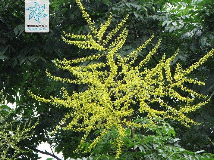 益阳市资阳区新科花木基地