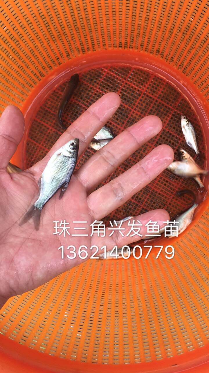 珠三角兴发淡水鱼苗