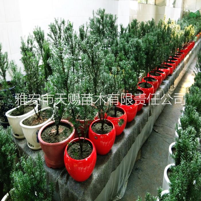 雅安市业之欣种植专业合作社