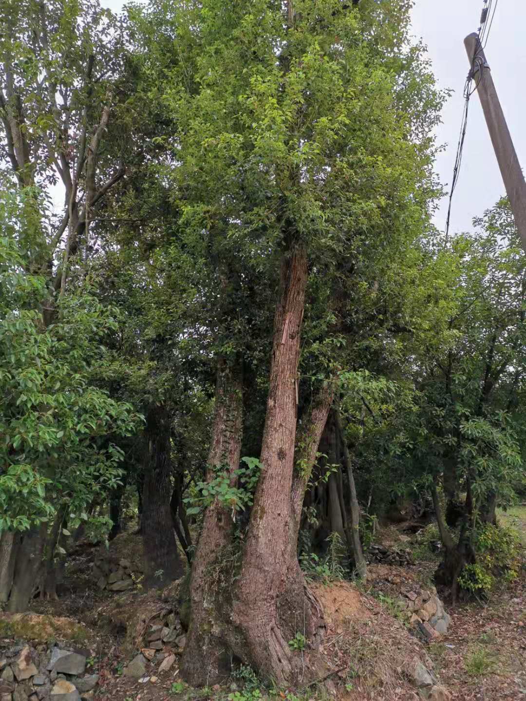 平阳县陈美莲花木种植场