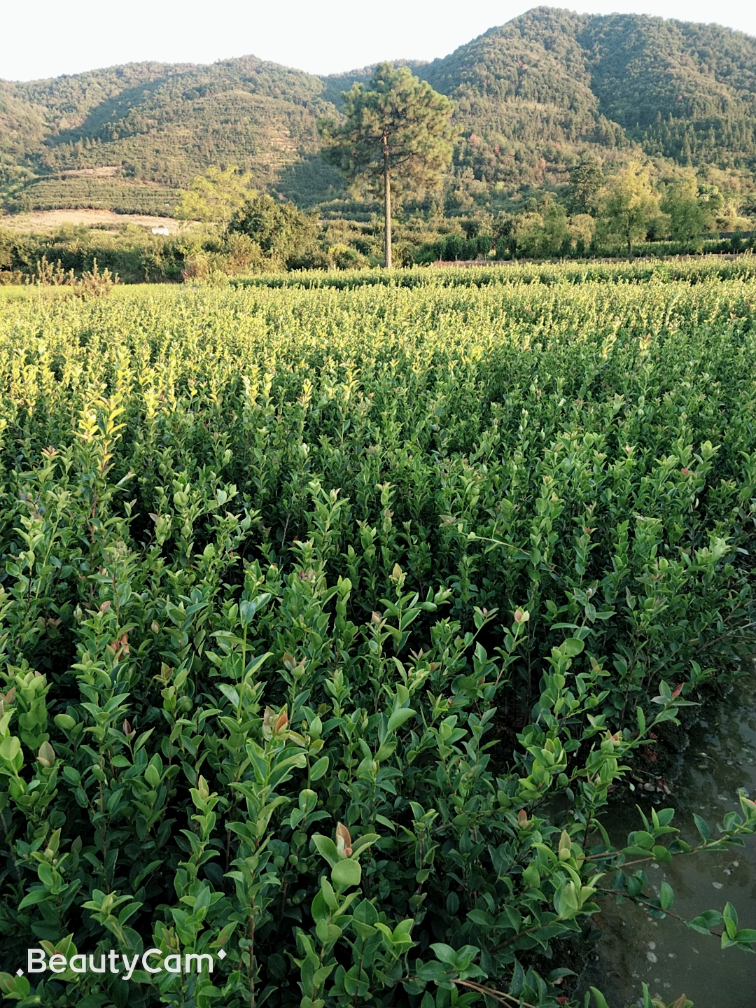 丰城市丰霞高产油茶苗木有限公司