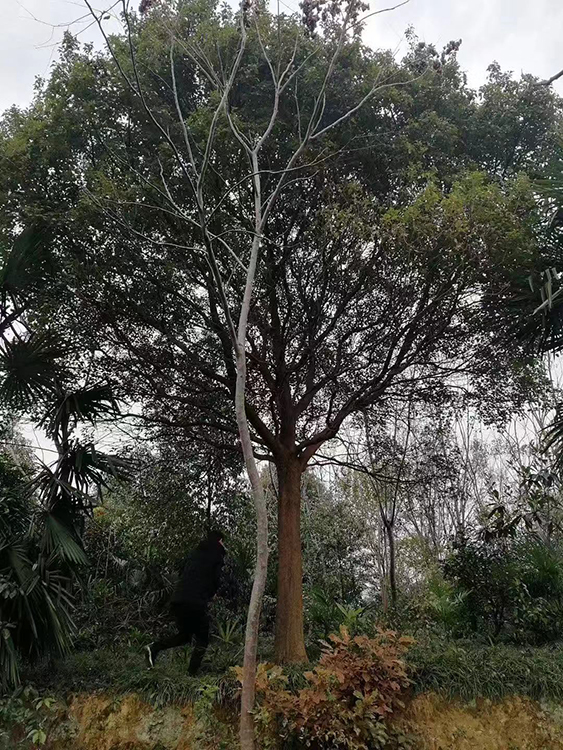 浏阳市柏加镇天诚苗圃