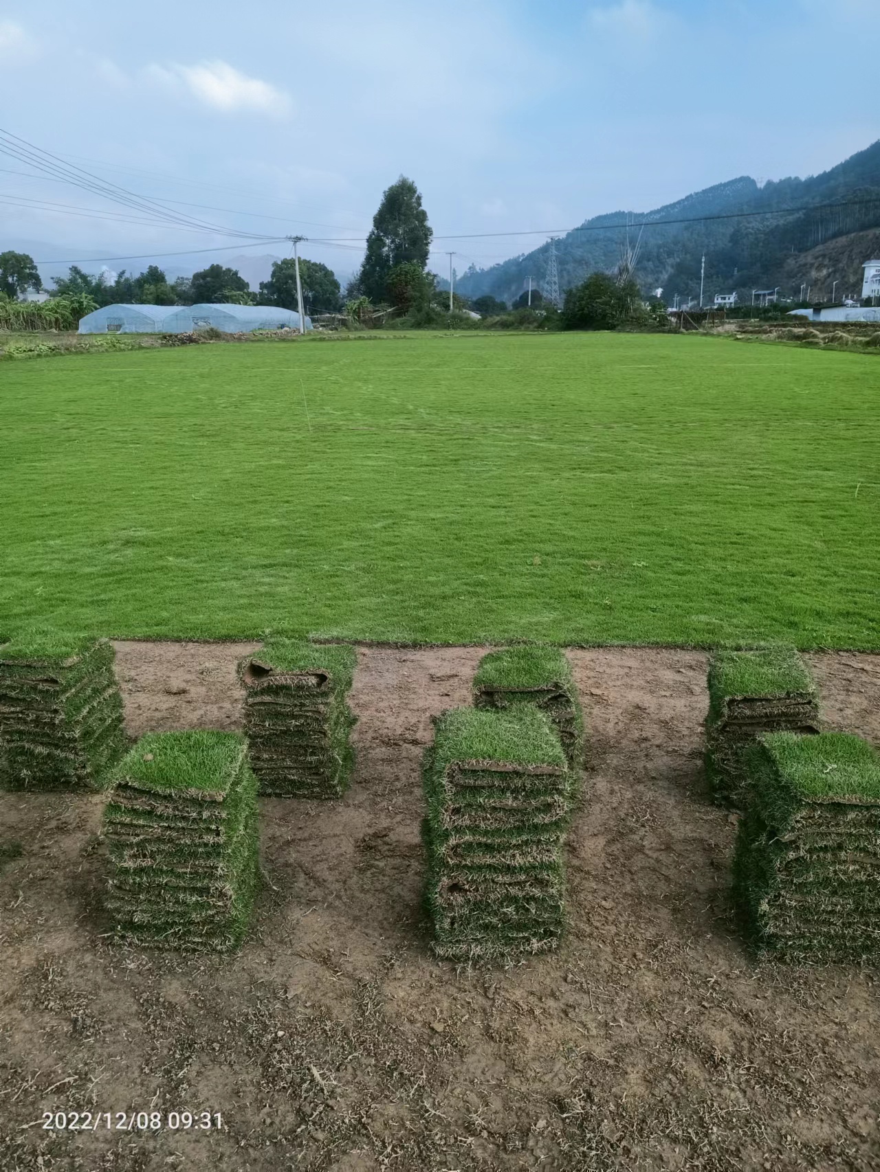 福州闽侯草坪基地