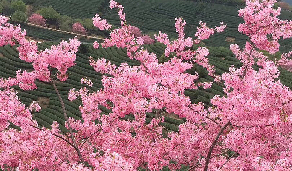 福建新发现永福樱花品种园