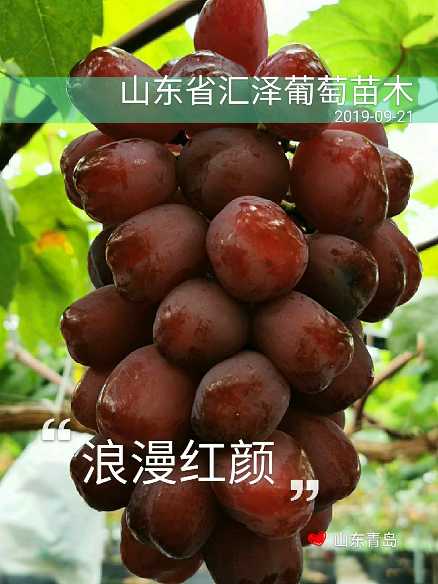 山东省汇泽葡萄苗木