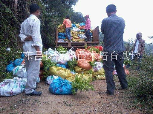 广东吕氏沉香苗木培育基地