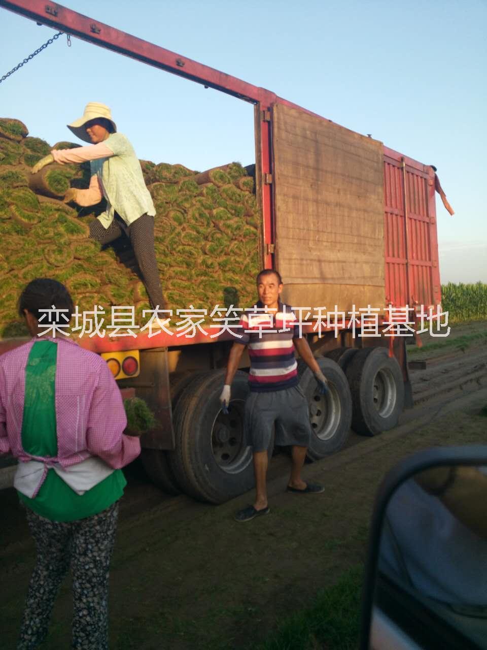 栾城县农家笑草坪种植基地