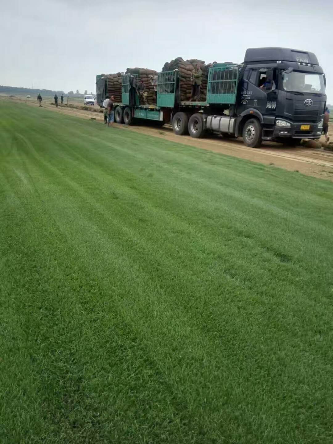 沈阳经济技术开发区廷禄草坪种植示范场