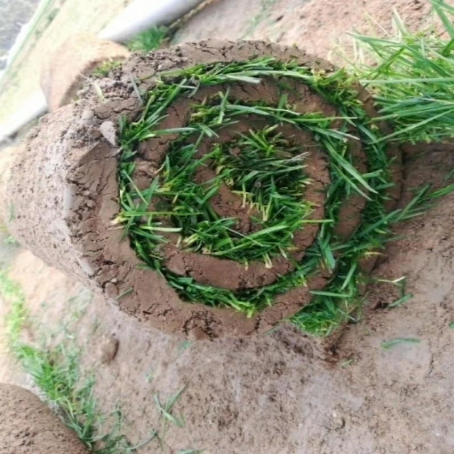 栾城区林墨草坪种植基地