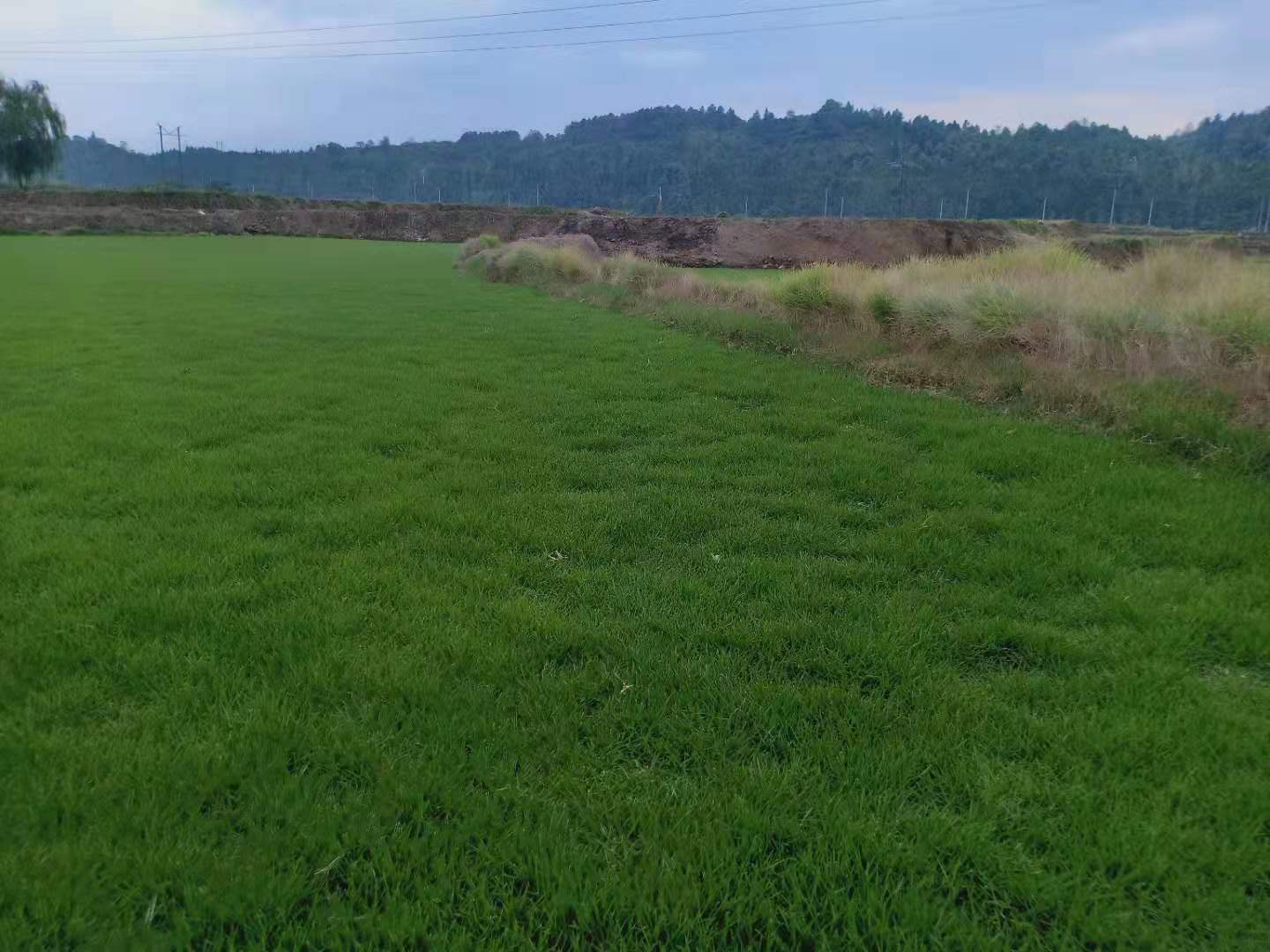 建新马尼拉草皮基地