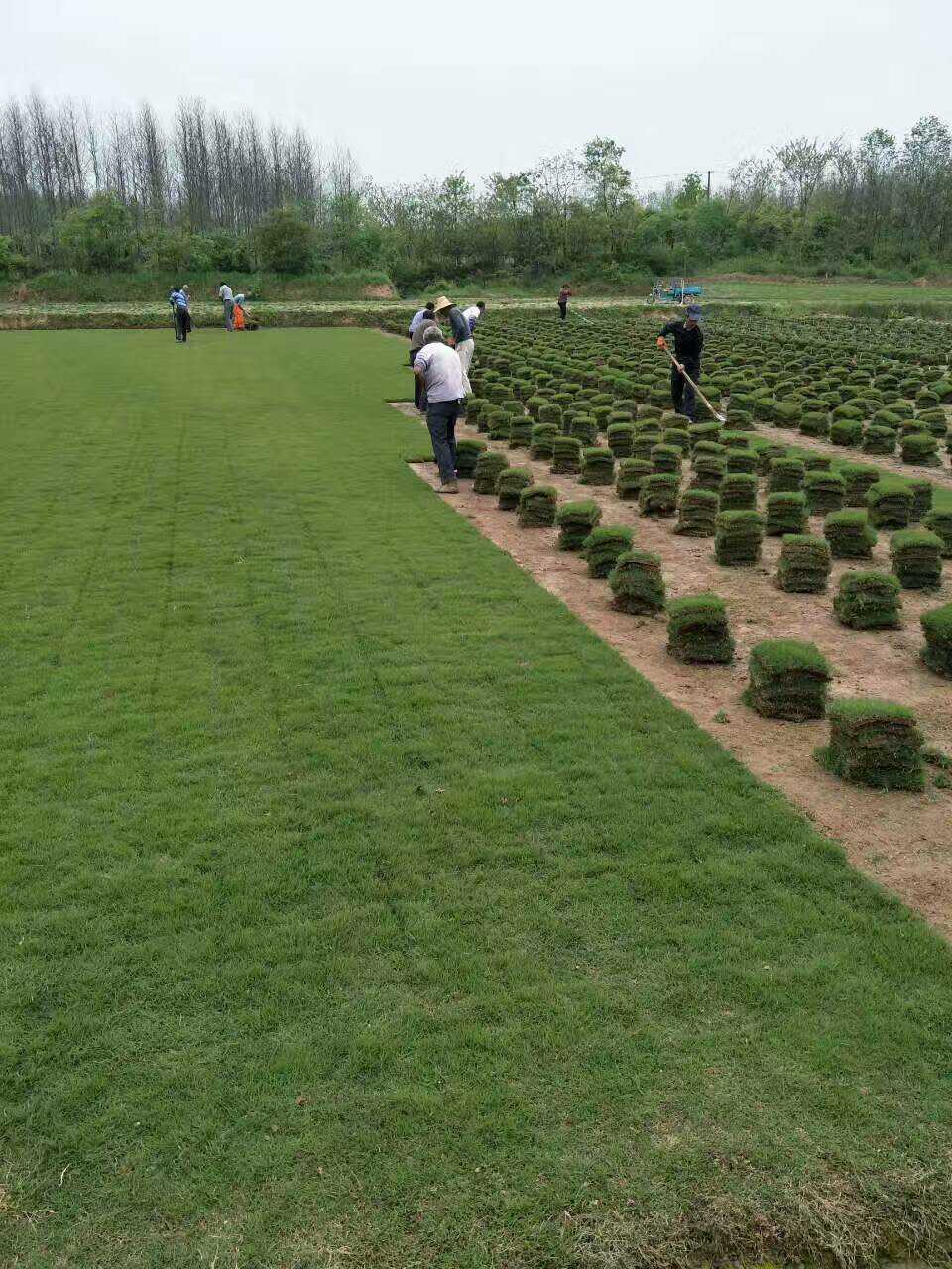 江苏荣才草坪种植基地