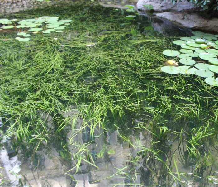 永城市众禾生物科技有限公司