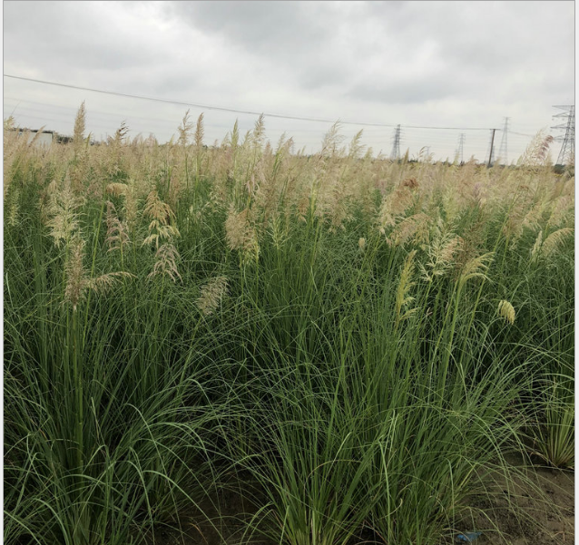 浙江杭州蒲苇批发 价目表  婚庆芦苇 干花装饰 道具蒲苇 经典观赏草【杭州萧山致力花卉经营部 】