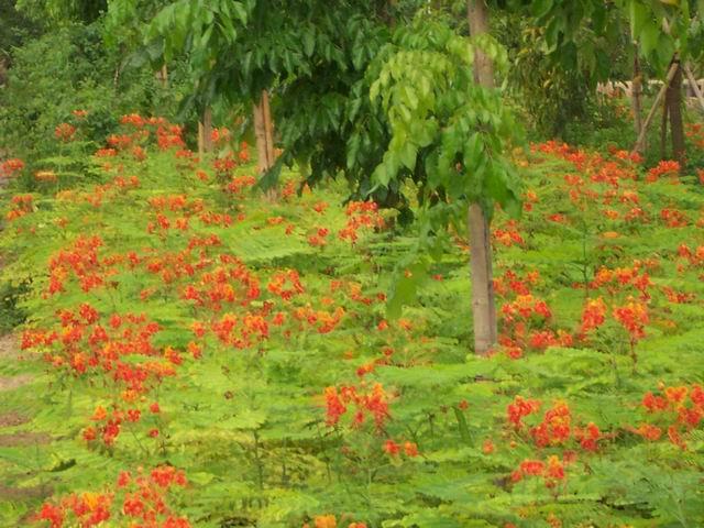 供应：中华凌宵，凌宵干花药材，凌宵直销基地