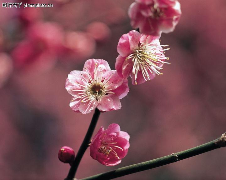 供应花蕾期枝条，