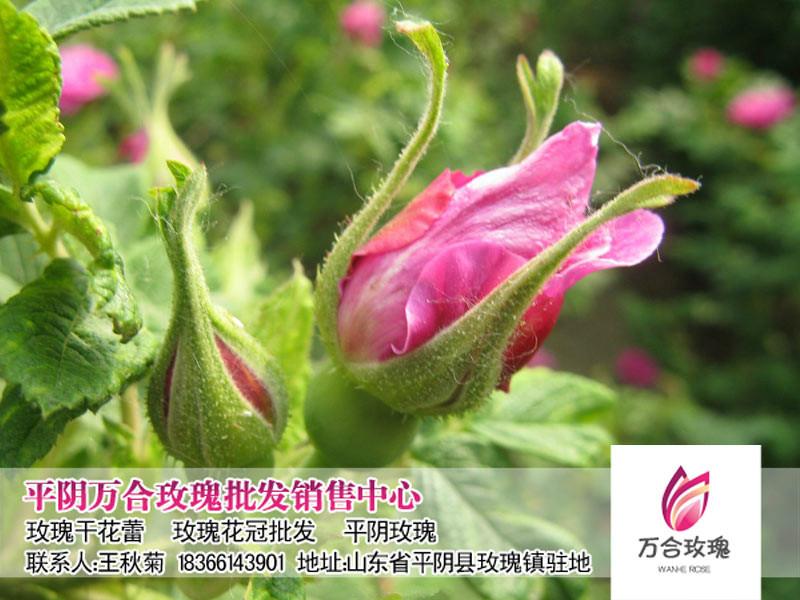 供应玫瑰平阴玫瑰制品批发干花蕾花茶