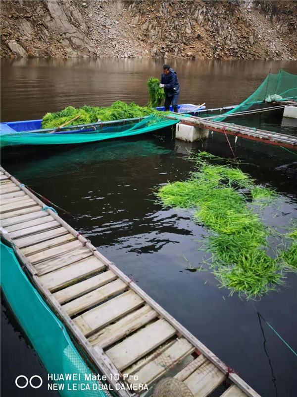 浙江浙江开化助农渔业【有口皆碑】(图),清水鱼批发价格,上海清水鱼