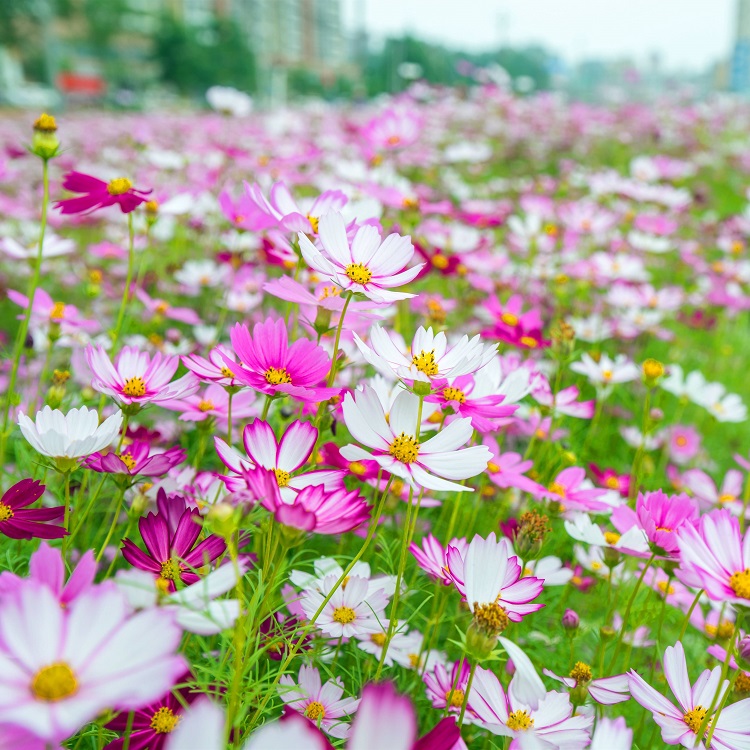 波斯菊种子广西南宁格桑花花卉种子边坡绿化常用花种