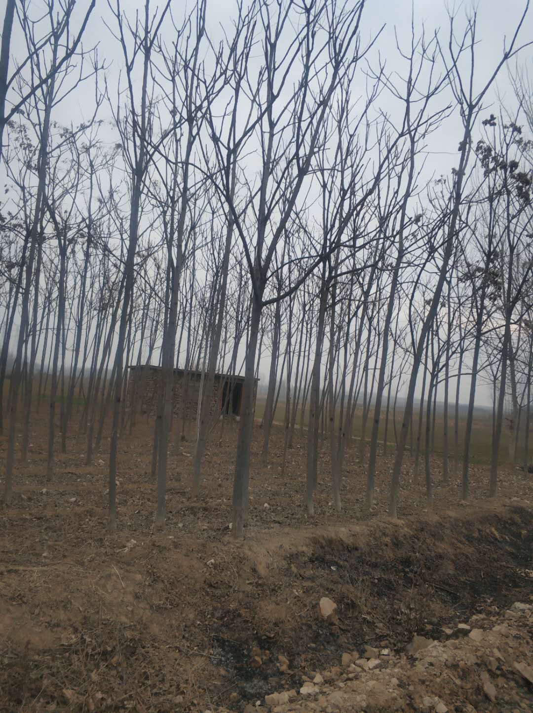 臭椿树基地 臭椿树苗 臭椿种子 大量臭椿树批发 价格便宜