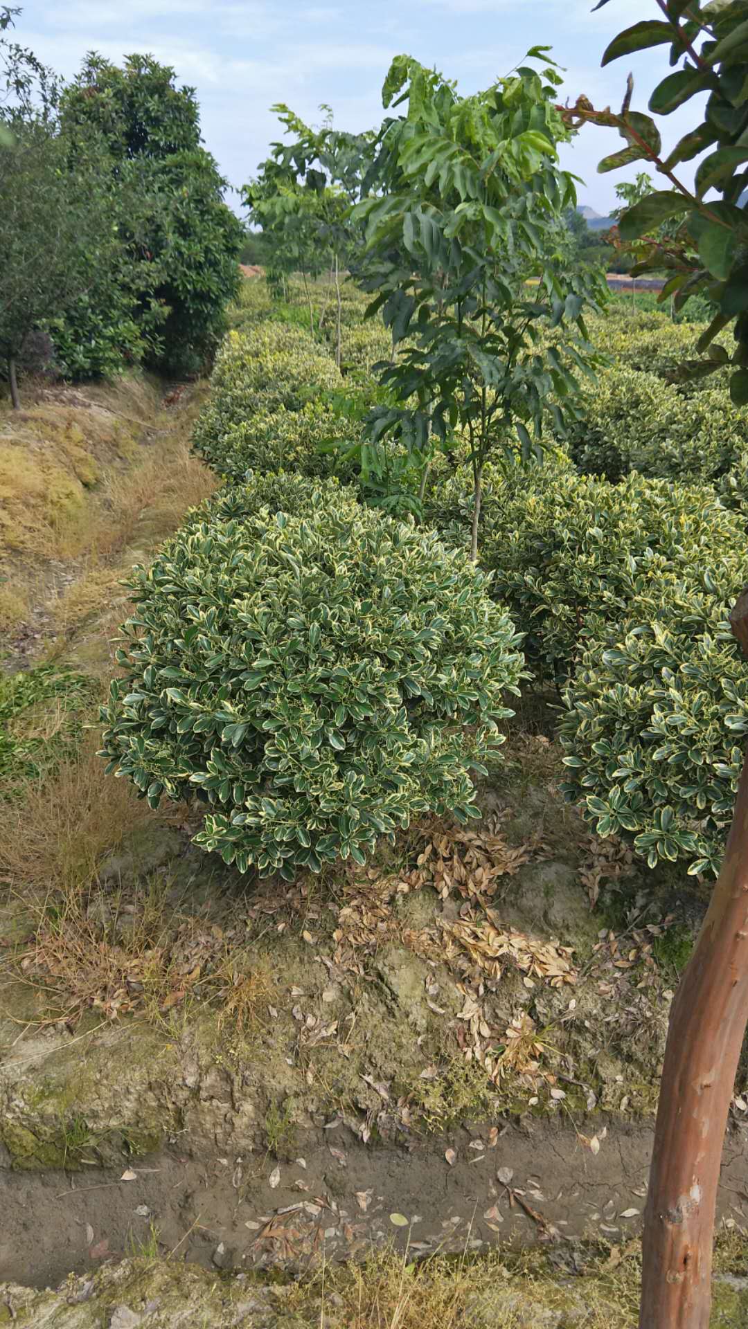 浙江宁波浙江金边黄杨球种植基地销售价格