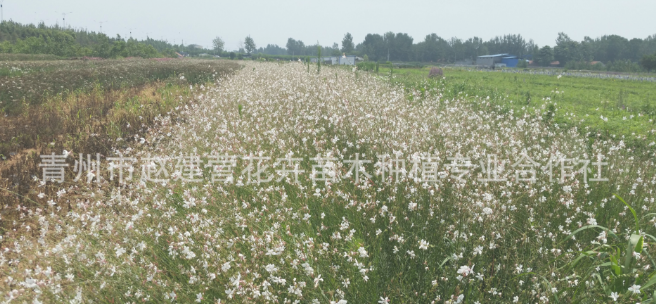 山东潍坊山桃草种子|山东哪里有山桃草种子种植基地|山东山桃草种子供应商|山东山桃草种子批发价格