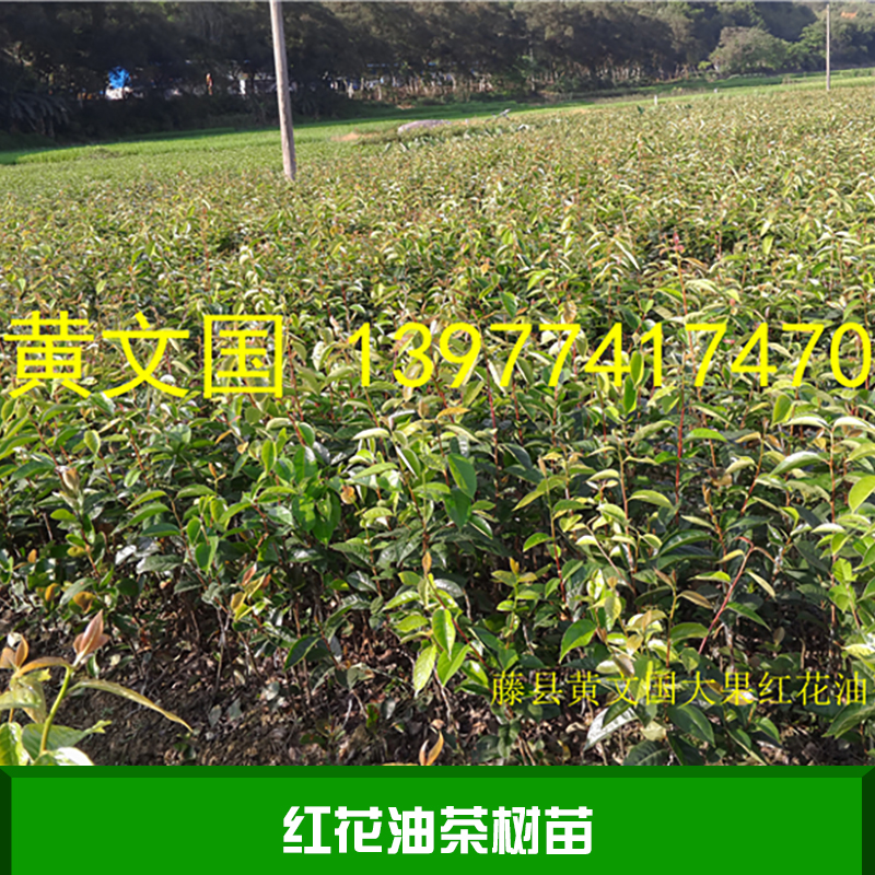 红花油茶树苗产品 红花油茶种子批发 红花油茶种苗供应商 红花油茶树苗价格