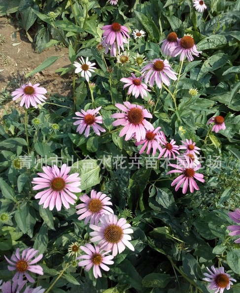 广东茂名金鸡菊厂家直销