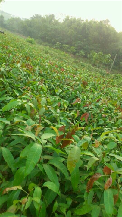 广东揭阳广东芒果种子批发、芒果种子供应商、广东芒果苗基地