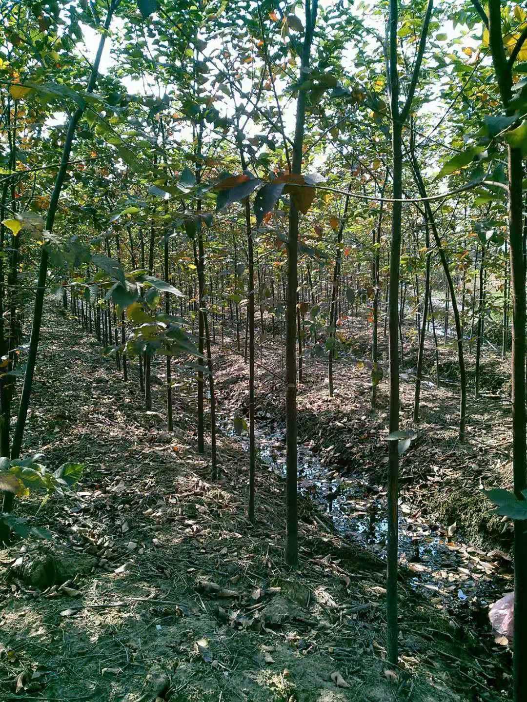 江西九江江西九江红榉种子，小苗，树都有 种植批发基地直销价格哪里有卖,多少钱