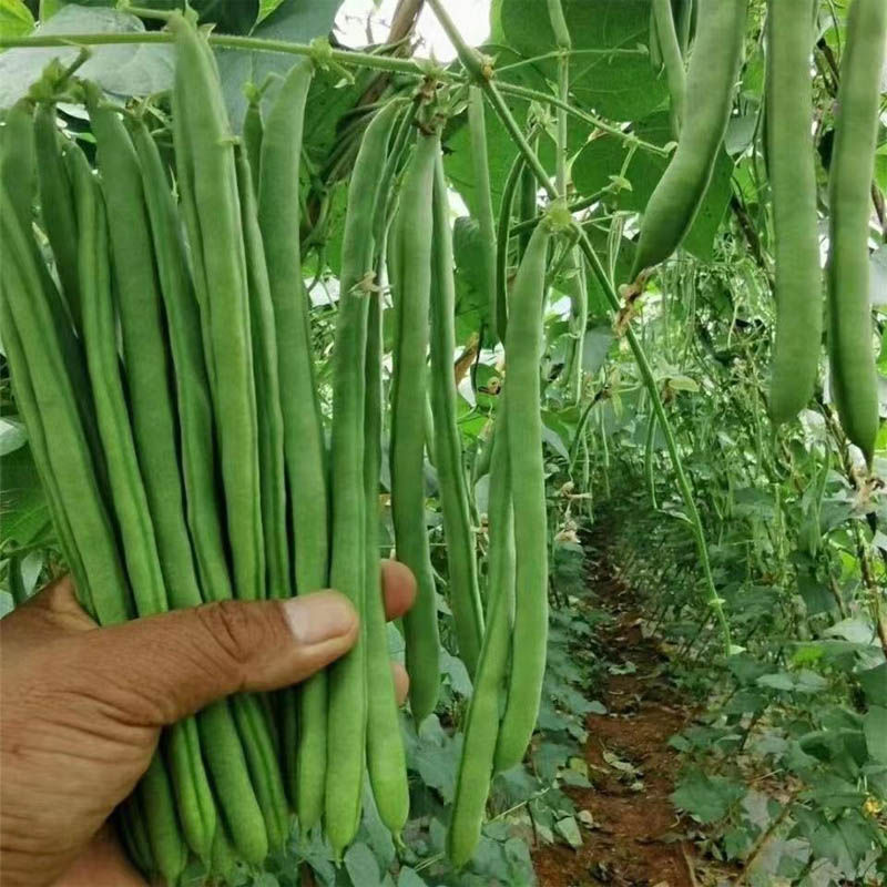 盛一奇0728小金豆种子四季豆种子品质好可大面积播种蔬菜基地选择