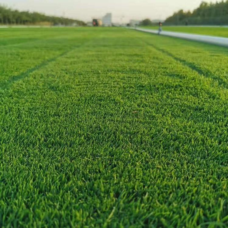 河北石家庄果岭草草坪  运动休闲草坪 优质土培果岭草   剪股颖草坪    果岭草  草坪价格