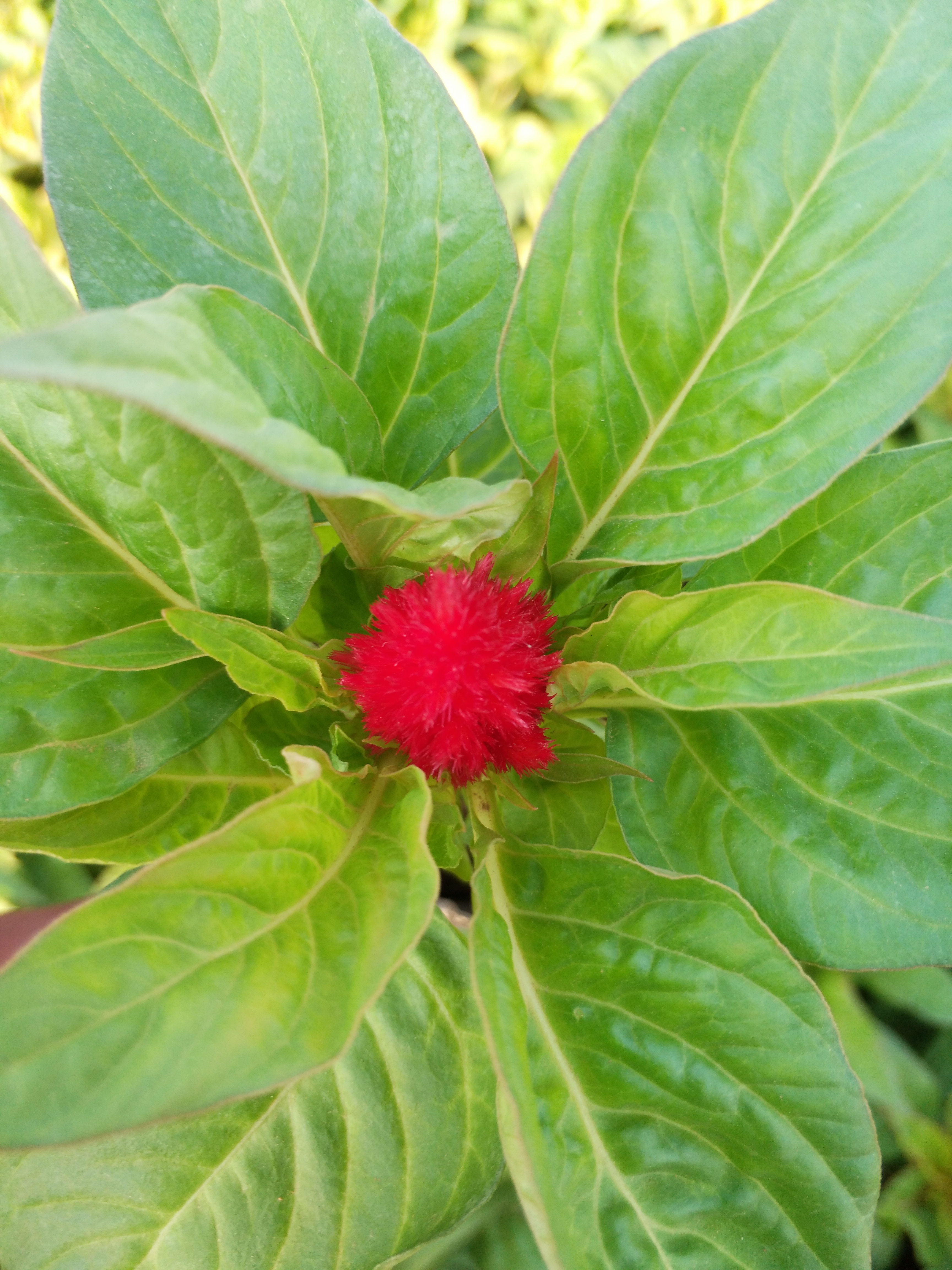 山东潍坊鸡冠花种植基地，鸡冠花大量供应，青州鸡冠花批发，鸡冠花销售