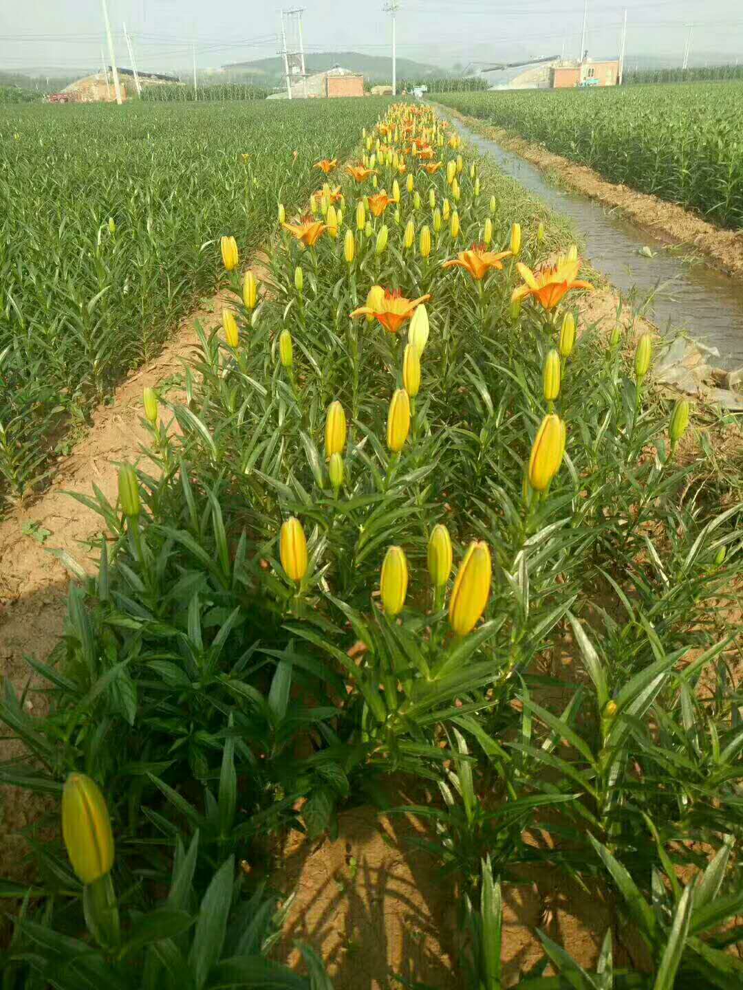 吉林四平东北耐寒百合花