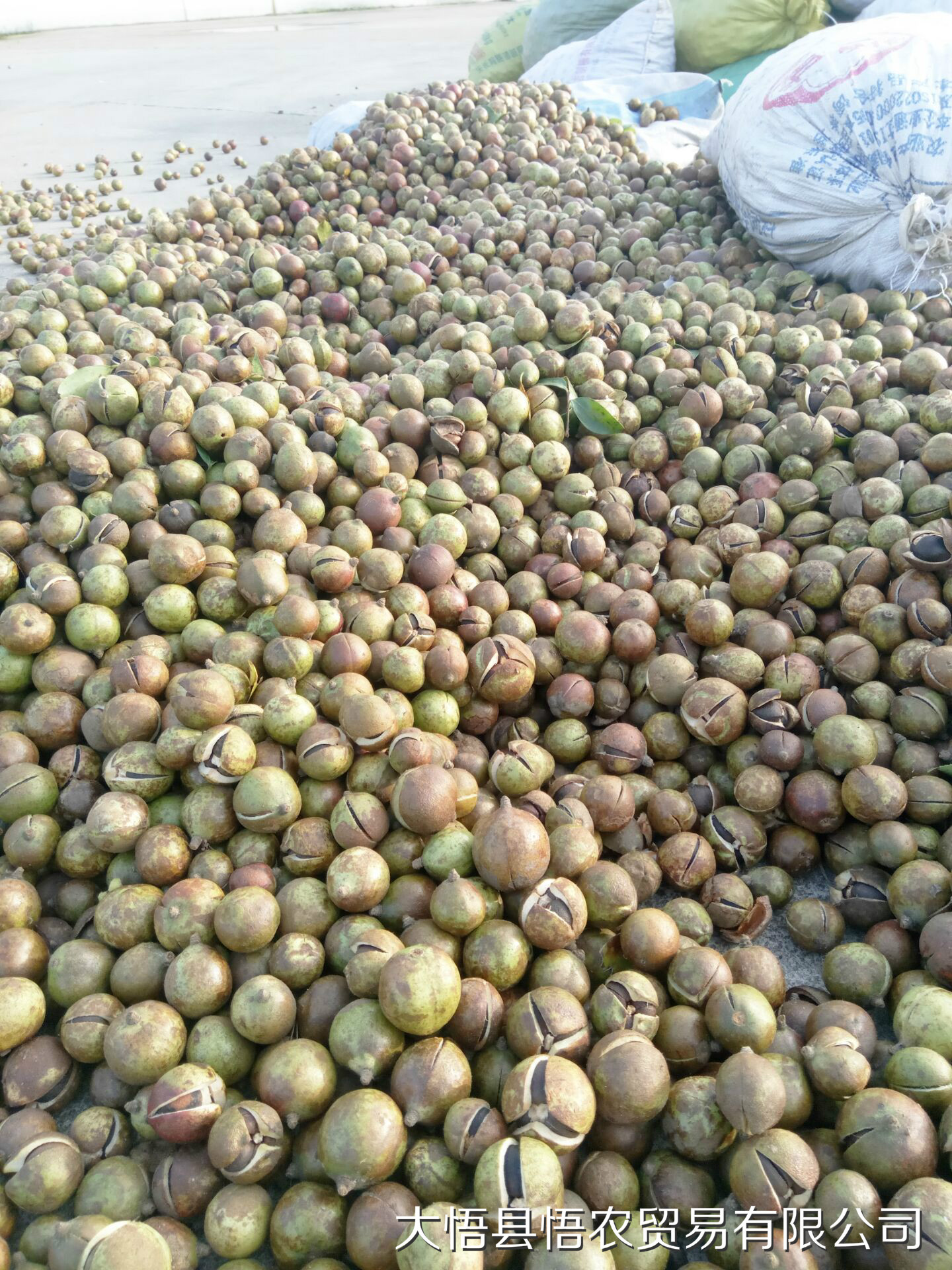 油茶籽价格油茶籽籽产地**油茶籽油茶种子油茶基地油茶油茶加工油茶籽产地