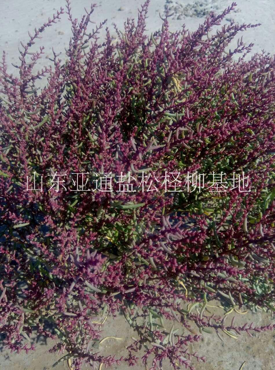 山东亚通大量出售翅碱蓬种子50吨翅碱蓬基地翅碱蓬批发