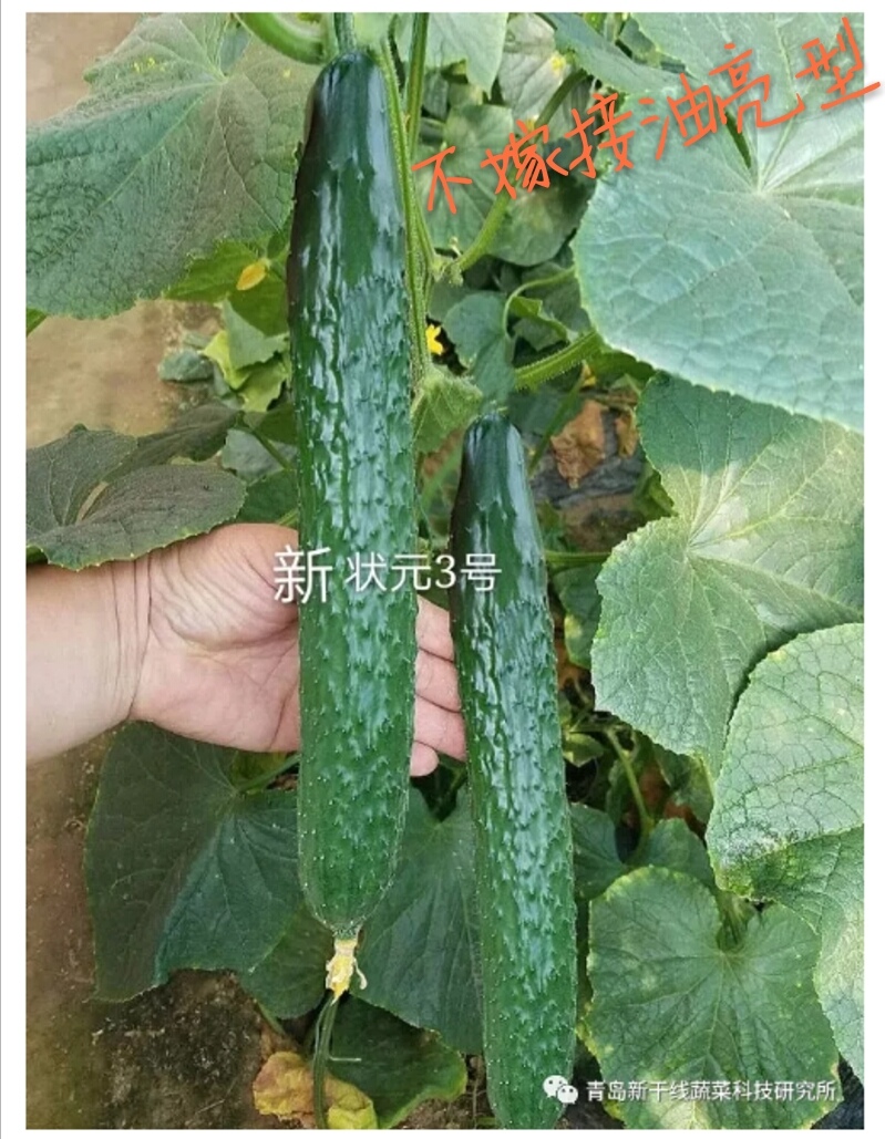 新状元3号油亮型密刺黄瓜种子