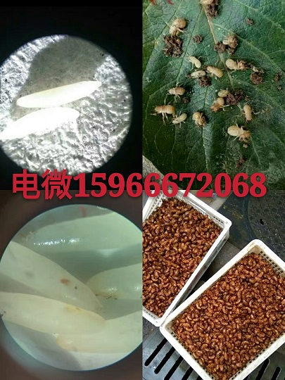 供应出售金蝉种子爬叉种苗枝条种植技术