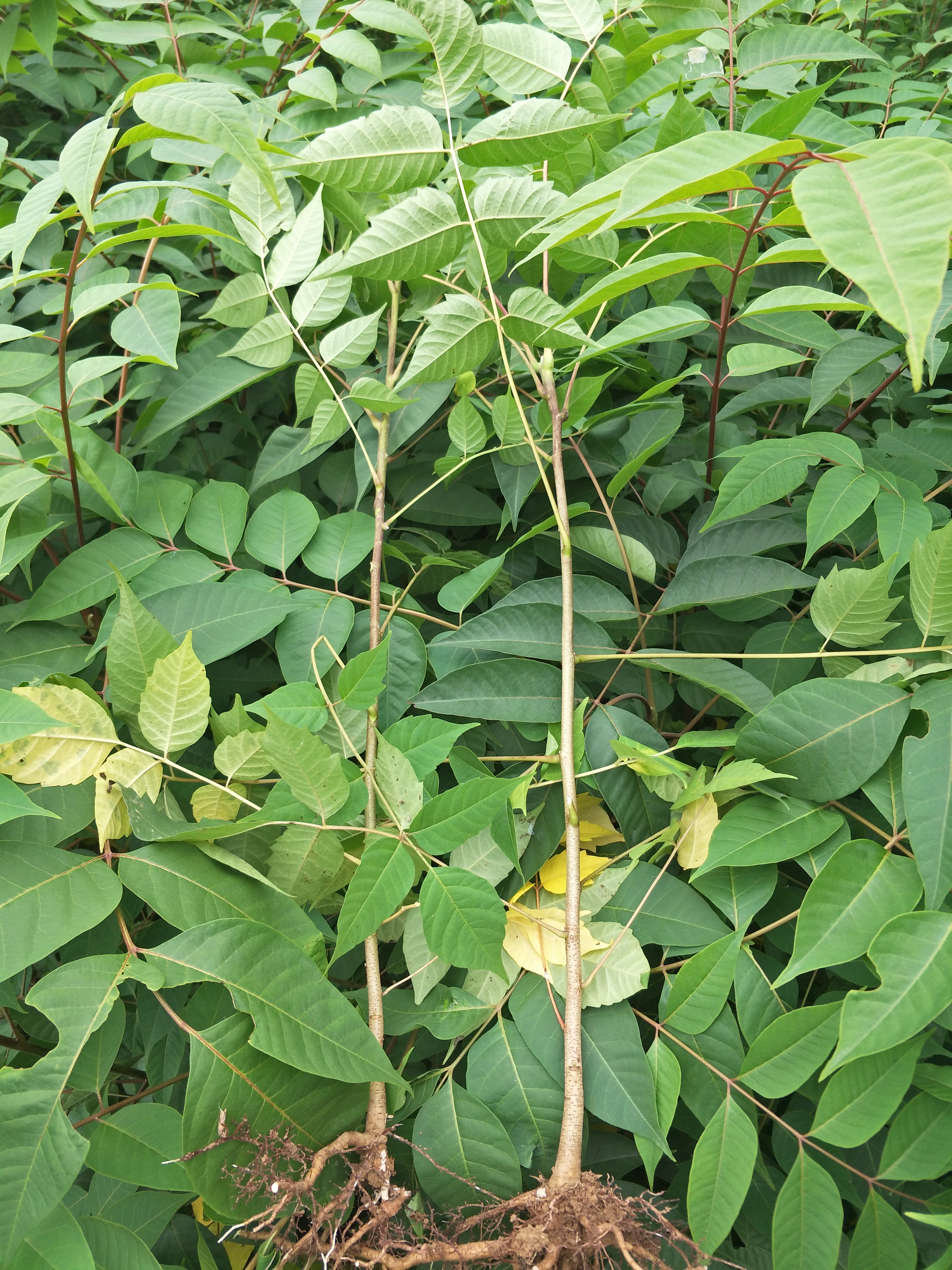 漆树漆树苗 大木漆 山漆树 漆木树苗 漆树苗木 漆树小苗 药材种子绿化小苗工程小苗