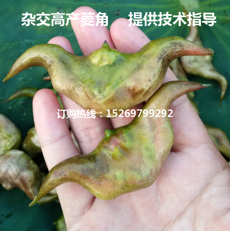 微山湖杂交高产 菱角种子 菱角苗 承接菱角种植