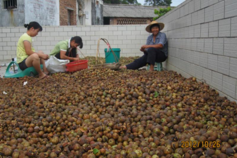 供应油茶种子、新采红花油茶种子、大果红花油茶种子、产油最多树种