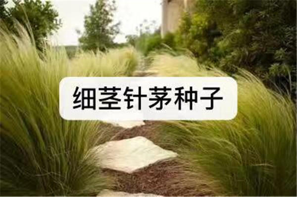 江苏江苏细叶芒种子哪里的便宜-细叶芒种子- 无锡芳东(查看)