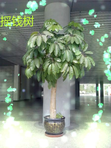 供应哪里有植物花卉