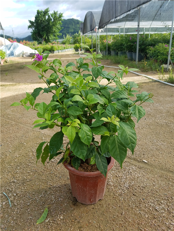 福建漳州耐旱植物  云南大紫（安格斯）三角梅 观赏绿植 盆栽花卉 云南大紫三角梅 云南大紫三角梅花