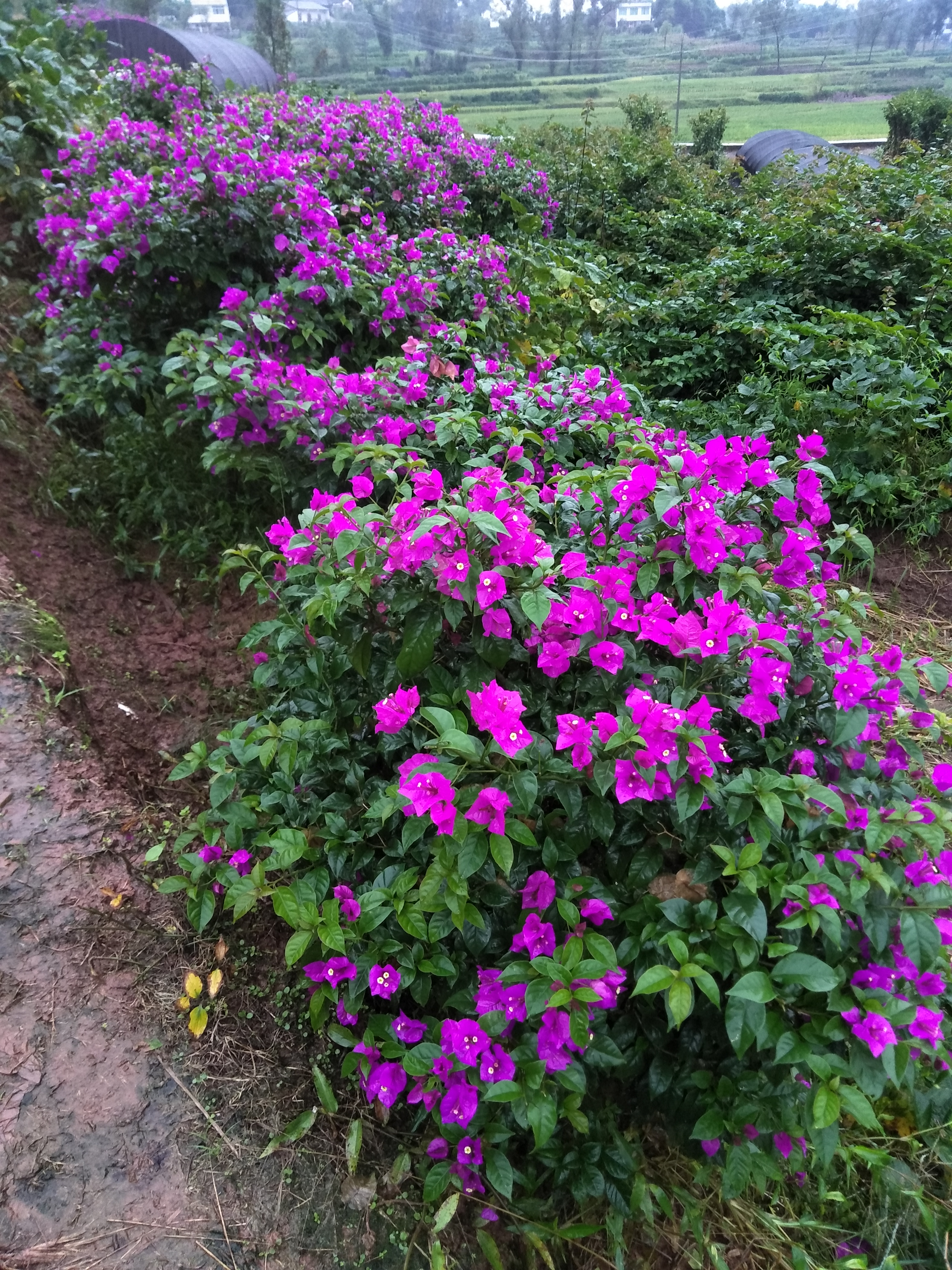 四川宜宾三桷梅专业种植 三桷梅红花紫花 大红三桷梅，紫花 大红三桷梅，紫花等，多种规格