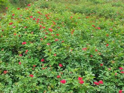 江苏宿迁江苏花卉培育基地，通园花卉苗木生态园