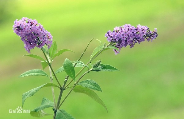 河南郑州专业花卉