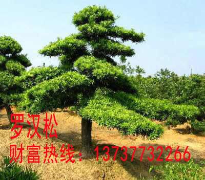 厂家批发大叶 小叶罗汉松 创意盆栽绿植花卉绿色植物 办公室防辐射盆栽