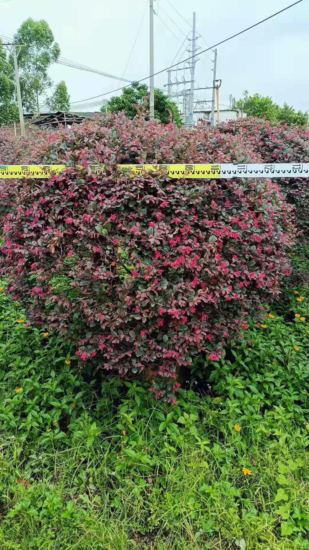 广东佛山基地供应红花继木 造型红继木 红花继木球庭院花卉绿化红花继木桩